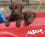 2 male pups from there 2011 litter.