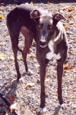 Hi! I'm Codelia I'm a retired Greyhound and I've been adopted at 'Greyhounds as companions'! Please visit the webpage to learn more about me!