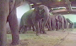 Chained Hawthorn Elephants