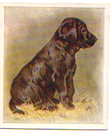 puppy.jpg (43927 bytes)