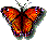 butterfly.gif