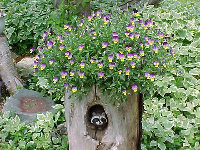 raccoonstump.jpg