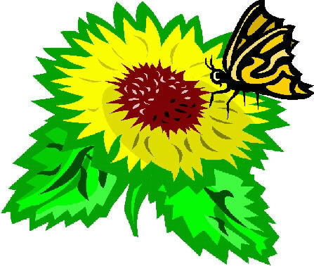 sunflowerbutterfly2.jpg