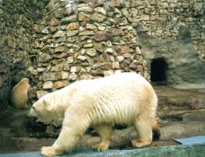 Polar bear