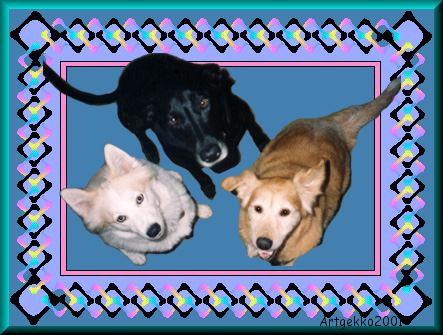 Artgekko's dogs - Tessie, Chrissy, and Nugget