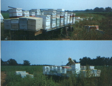 Pollination trailer