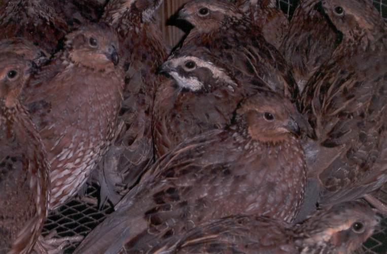 1quail.jpg