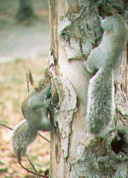 2pairsquirrel.jpg