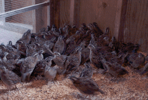 quail1.gif