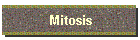 Mitosis