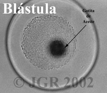 Blstula