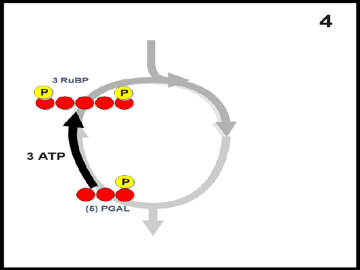 Paso4 C3