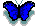 blue butterfly