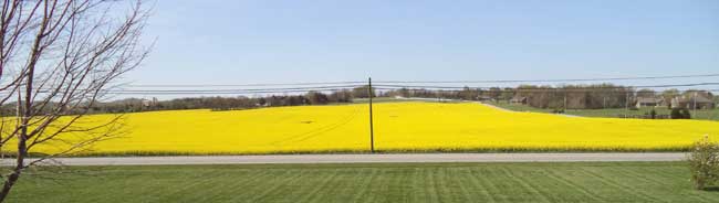 canola03.jpg