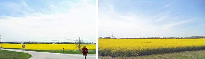 canola12.jpg