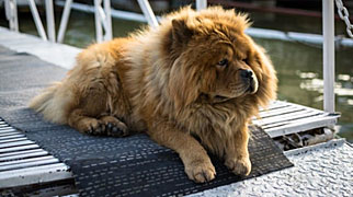 chowchow.jpg