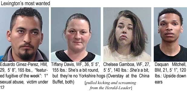 ginezper.jpg Lexington's most wanted: Eduardo Ginez-Perez, HM,, 29, 5'8", 165 lbs, featured fugitive of the week," 1° sexual abuse victim under 12; Tiffany Davis, WF, 36, 5'5", 155 lbs, she's a bit round, Chelsea Gamboa, WF, 27, 5'5", 140 lbs, she's a bit, but they're no Yorkshire hogs (Overstay at the China Buffet, both; Daquan Mitchell, BM, 21, 5'1", 120 lbs, upside down ears (pulled kicking and screaming from the Herald-Leader)