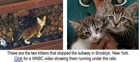 These are the two kittens that stopped the subway in Brooklyn, New York. Click for a WNBC video showing them running under the rails.