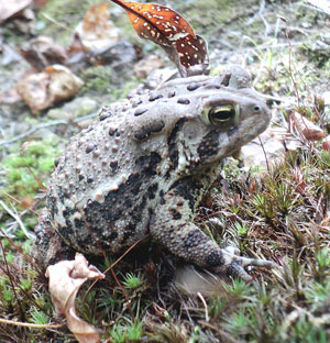 Yard toad