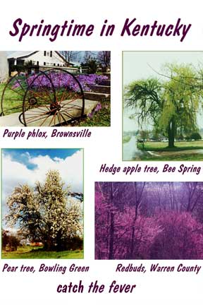 springwb.jpg Springtime in Kentucky: Purple phlox, Brownsville; hedge apple tree, Bee Spring; pear tree, Bowling Green; redbuds, Warren County
