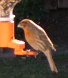 house finch