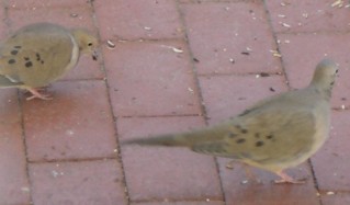 mourning doves