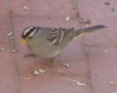 white-crowned sparrow