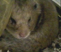 This is our big Hamster we sometimes call Mumma of 46