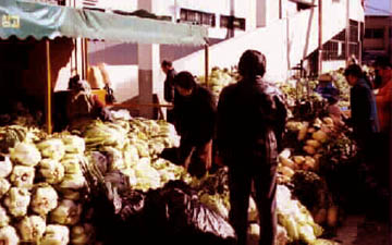 buying cabbage for kimchee