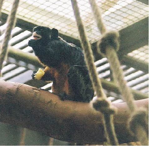 Red-bellied Tamarin
