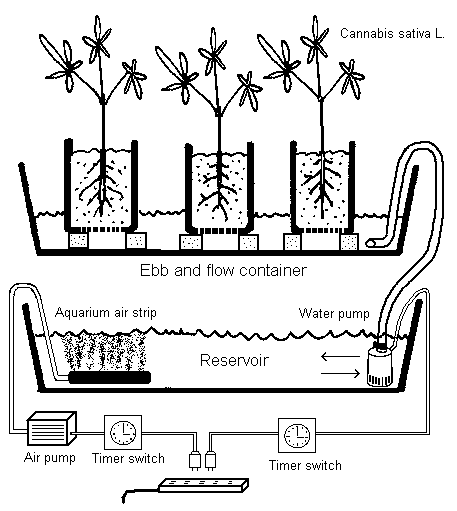 Growing plants with a wick system