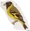 thickbilledsiskin.JPG (54610 bytes)