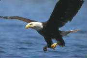 bald-eagle-2.jpg