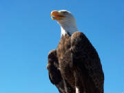 bald-eagle-inna1.jpg