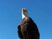 bald-eagle-inna2.jpg