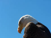 bald-eagle-inna3.jpg