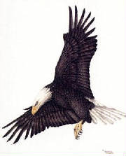 eagle11.jpg