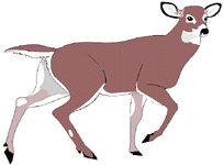 deer3.gif