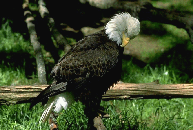 eagle16.gif