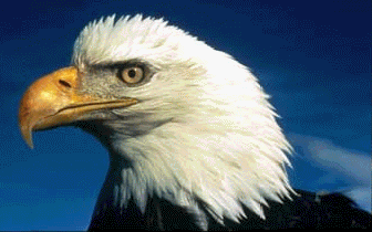 eagle6.gif