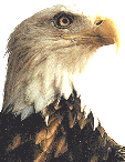 eagle7.gif