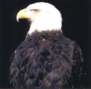 eagle8.jpg