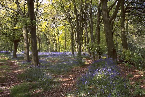 Bluebell woods