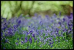 Bluebells