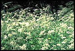 Cow parsley swaying in the wind