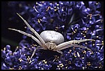 White spider on ceanothus
