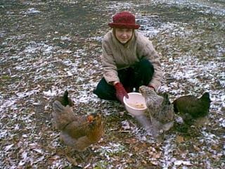 chickens_in_snow.jpg