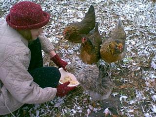 chickens_in_snow2.jpg