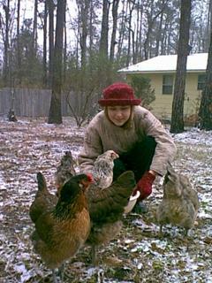 chickens_in_snow_3.jpg