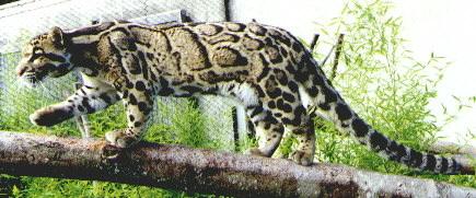 www.cloudedleopard.org